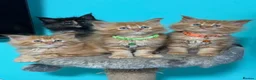 Maine Coon cats for sale: Beautiful Maine Coon Kittens – Ready to Reserve - Advert 1