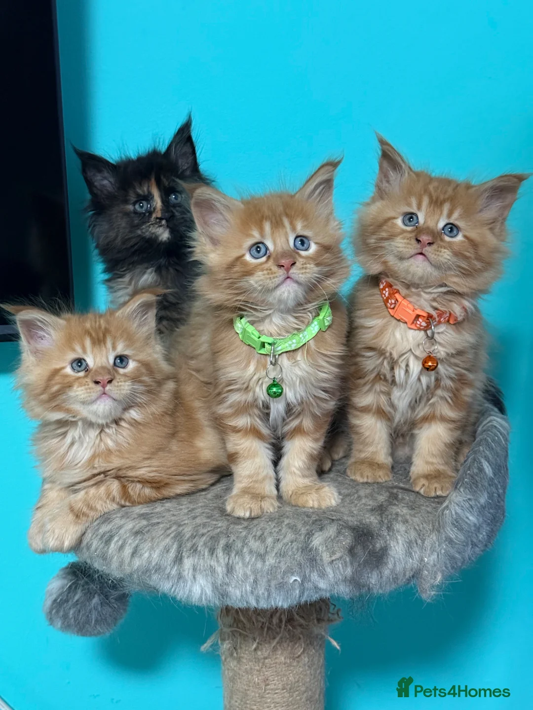 Maine Coon cats for sale: Beautiful Maine Coon Kittens – Ready to Reserve - Advert 1