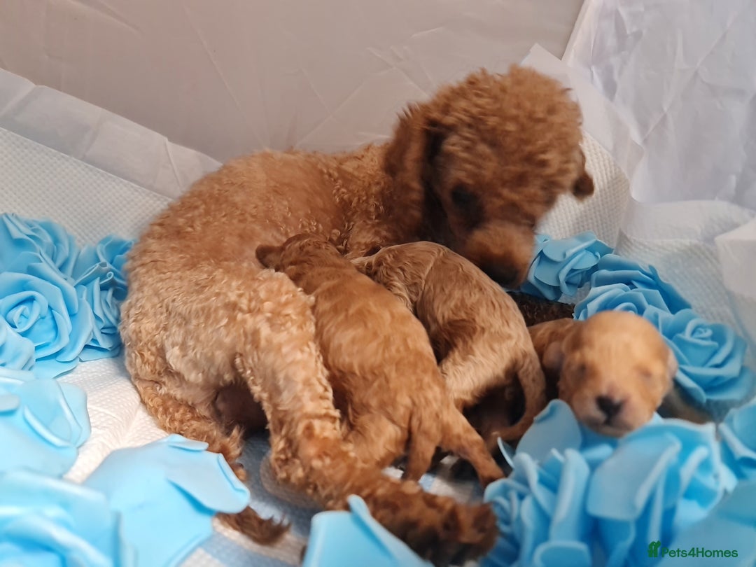 Toy Poodle dogs for sale: Tiny kc puppies,DNA&Genetic tested parents  - Image 28