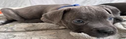 Cane Corso dogs for sale: Cane corso puppies   - Advert 12