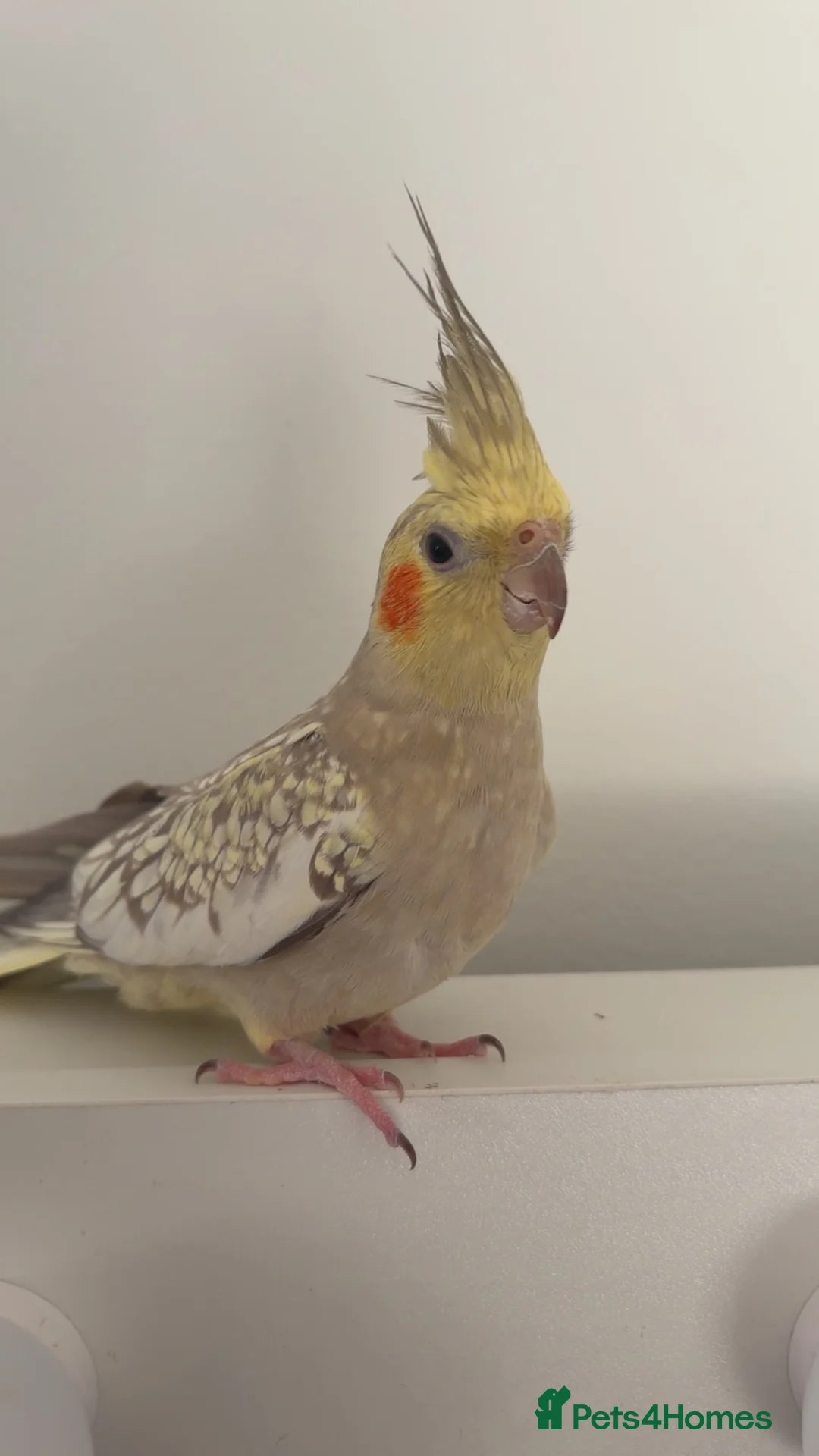 Cockatiels birds for sale: Handtame cockatiel comes with cage perch’s bowls  in Sittingbourne - Advert 4