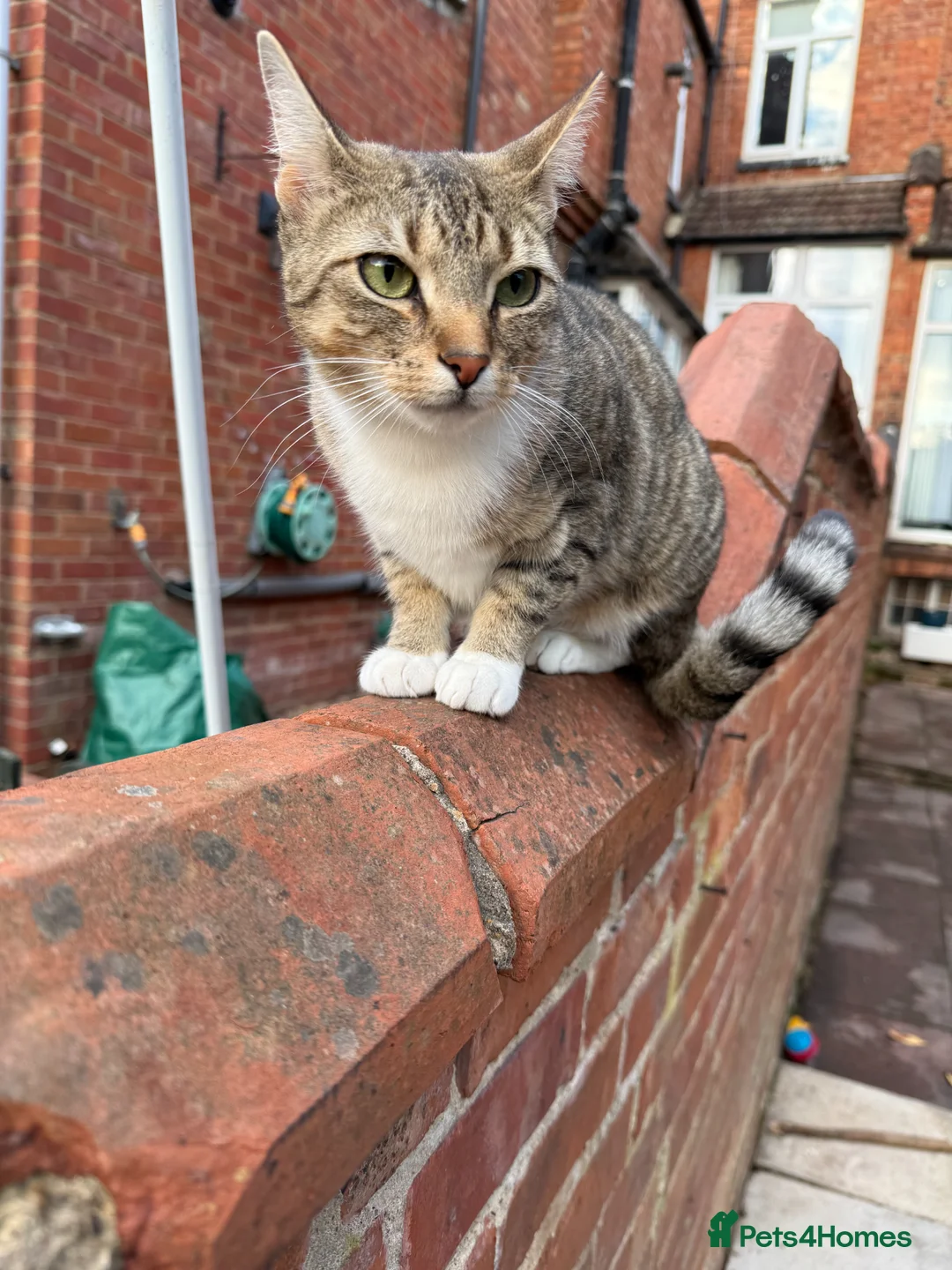 Mixed Breed cats for sale: Loving Mother&Son Cats – Bonded Pair Seeking Home - Advert 2