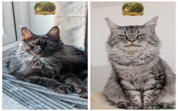 Maine Coon cats for sale: Exceptional kittens due Championship European line - Advert 1