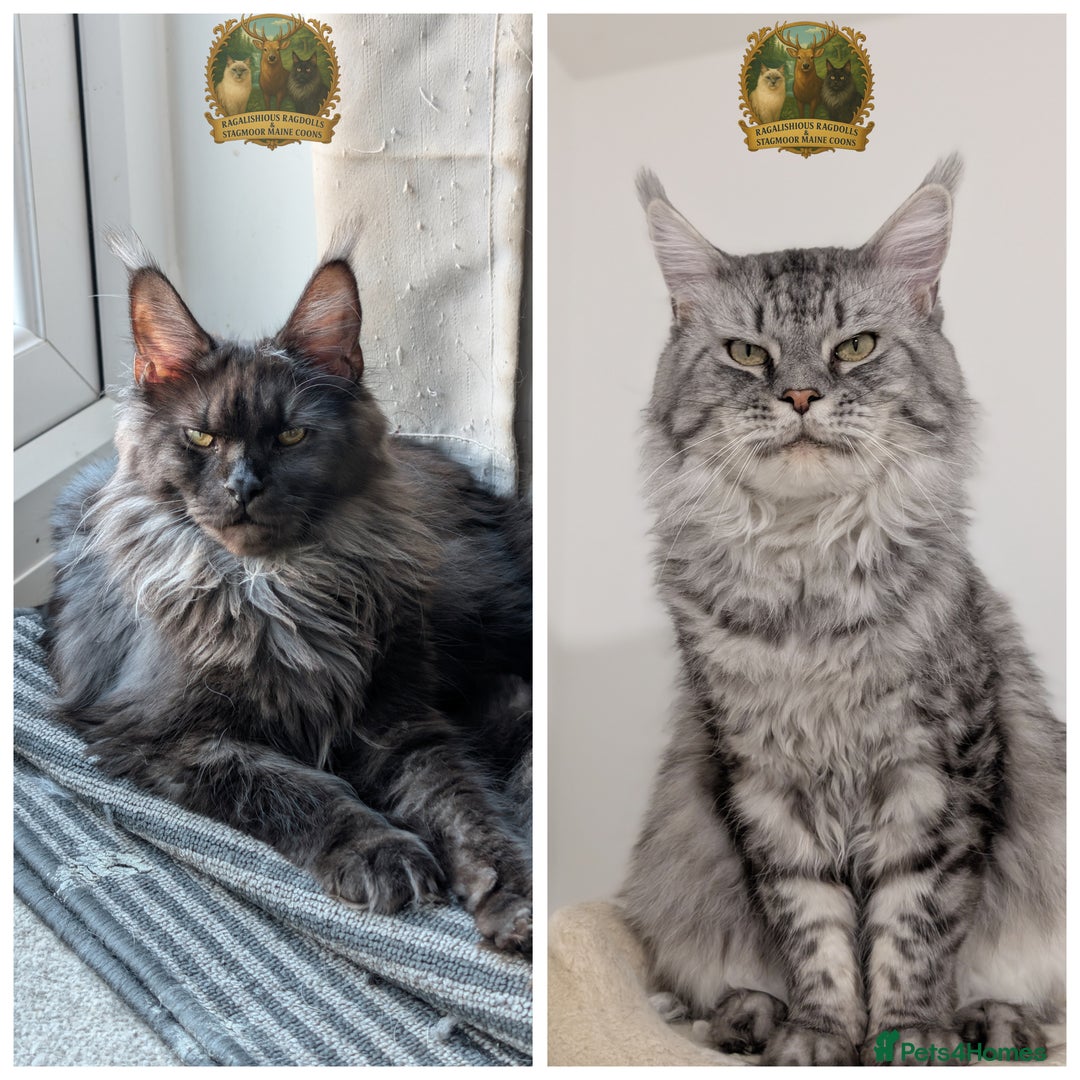 Maine Coon cats for sale: Exceptional kittens due Championship European line - Advert 1