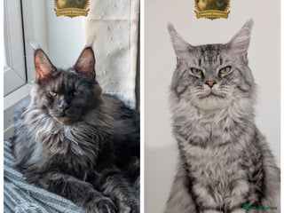 Maine Coon cats Exceptional kittens due Championship European line - Advert 3