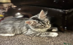 Maine Coon cats for sale: Female Mainecoon For Sale - Image 4