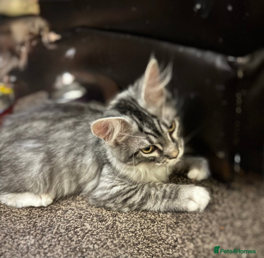 Maine Coon cats for sale: Female Mainecoon For Sale - Image 4