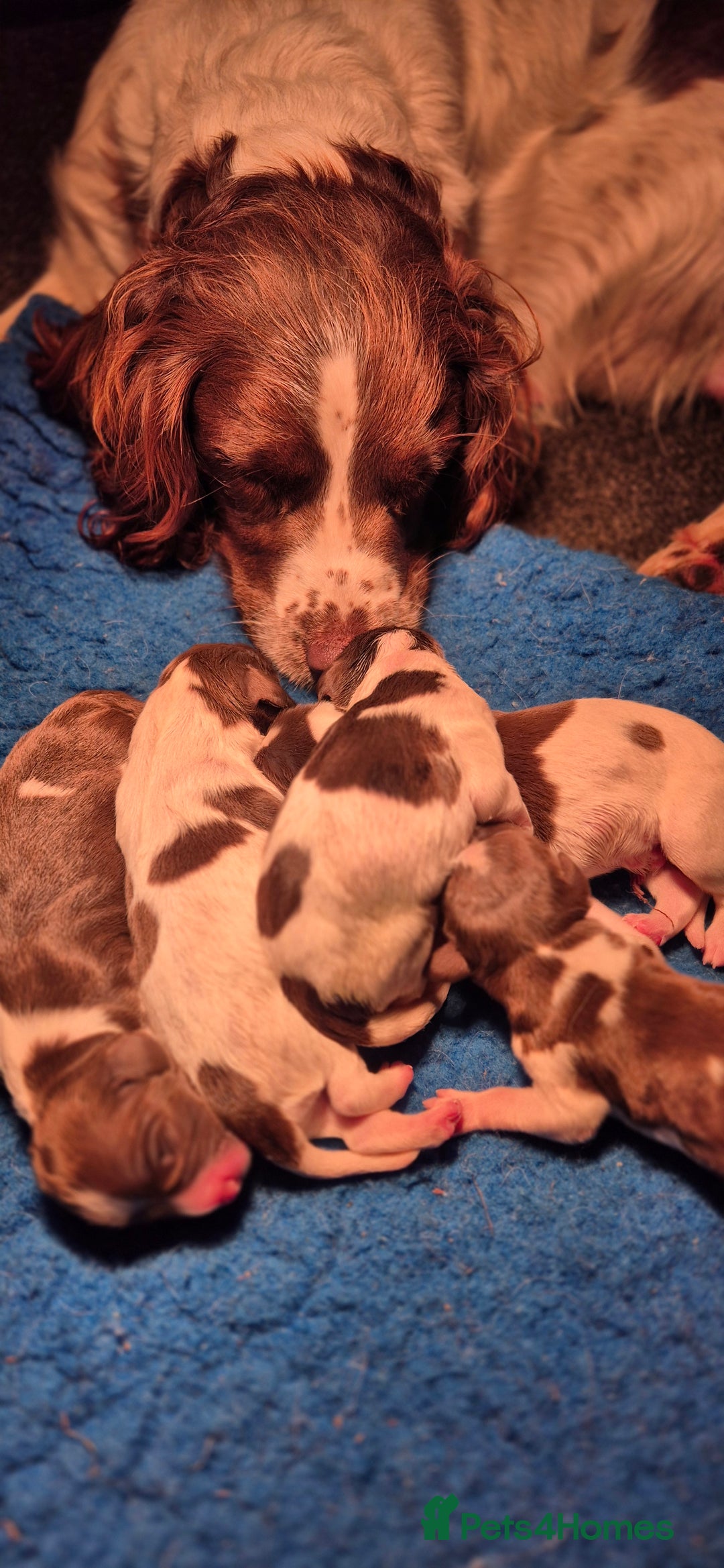 English Springer Spaniel dogs for sale: English Springer Spaniel Puppies  - Image 25