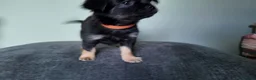 Chihuahua dogs for sale: Long haired chihuahua pups  in Rotherham - Advert 5