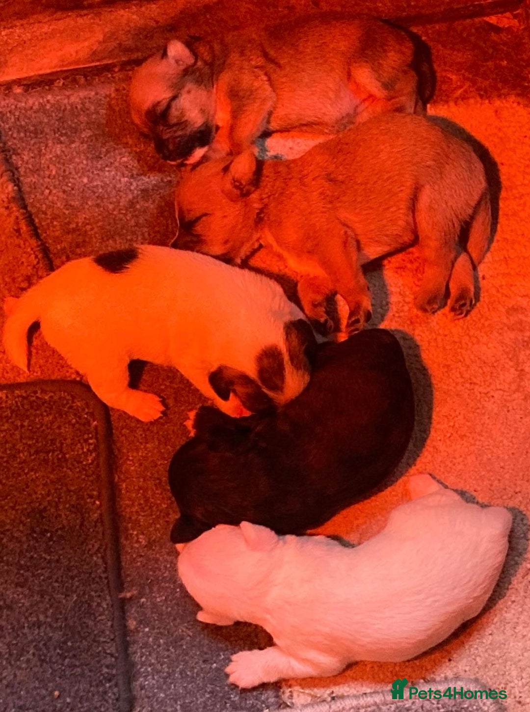 Jack Russell dogs for sale:  **  JACK RUSSELL PUPPIES - Image 7