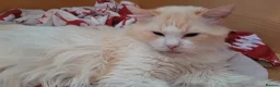 Mixed Breed cats for sale: Five Gorgeous Kittens Available! - Advert 2