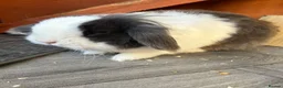 Lionhead rabbits for sale: 🌻Pure lionhead and Lionlop🌻 in Haverhill - Advert 5