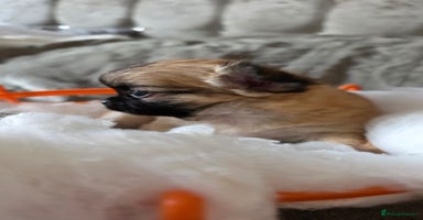 Chihuahua dogs - Advert 5