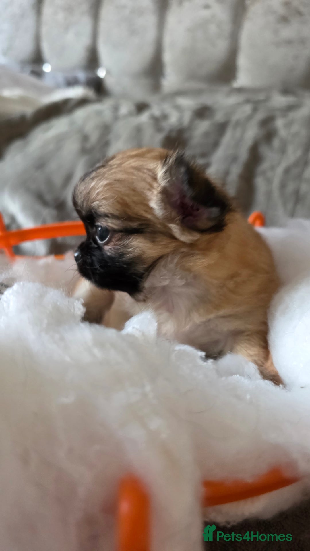 Chihuahua dogs for sale: Tiny Long-Haired Chihuahua Puppies - Image 2