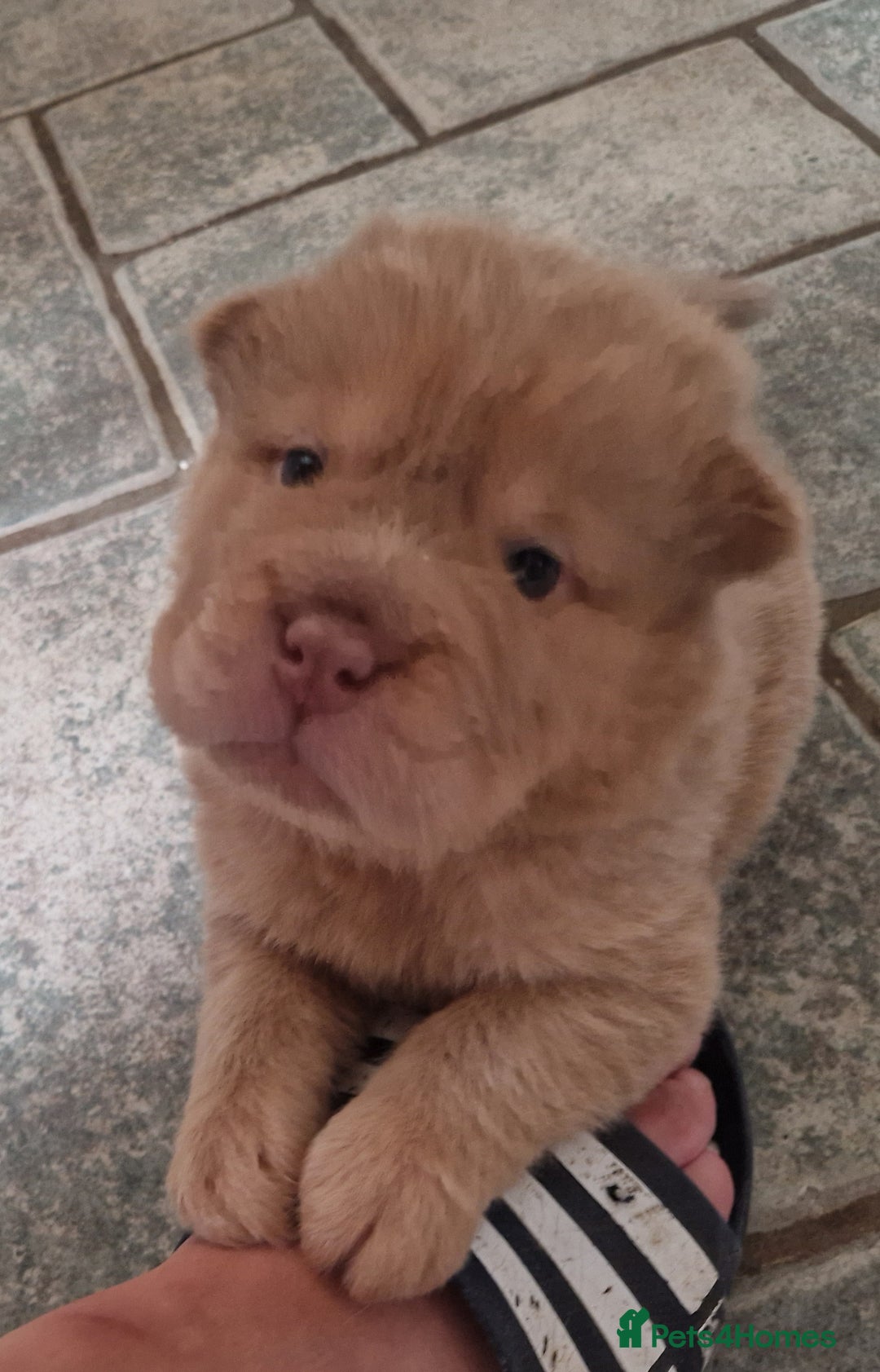Shar Pei dogs for sale: Male Shar peis - Image 34