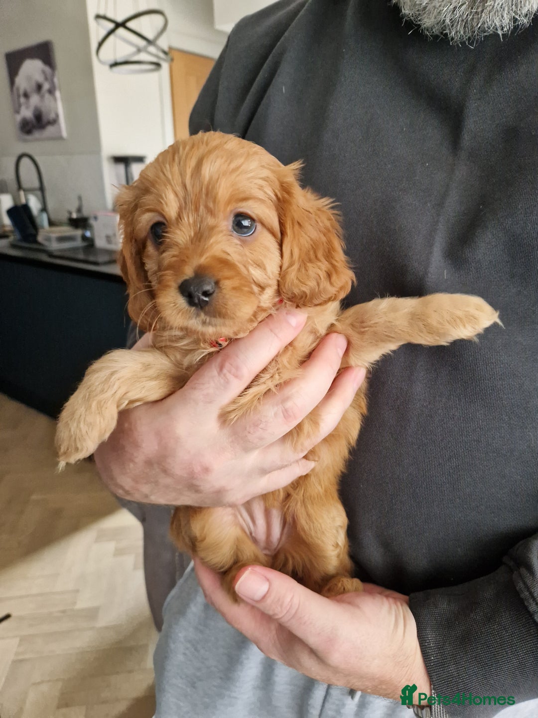 Cavapoo dogs for sale: Beautiful Cavapoo F2 puppies  for sale - Image 4