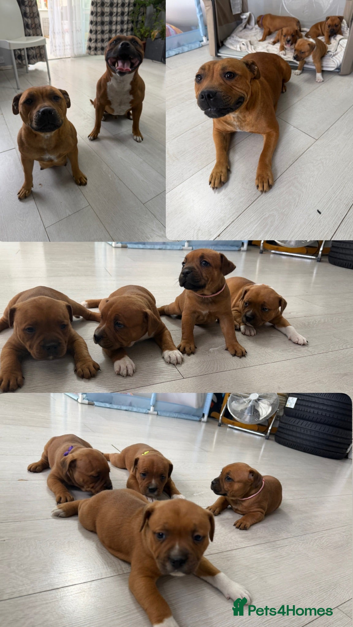 Staffordshire Bull Terrier dogs 🐾Beautiful Red Staffy Puppies - 2 boys 2 girls 🐾 - Advert 1