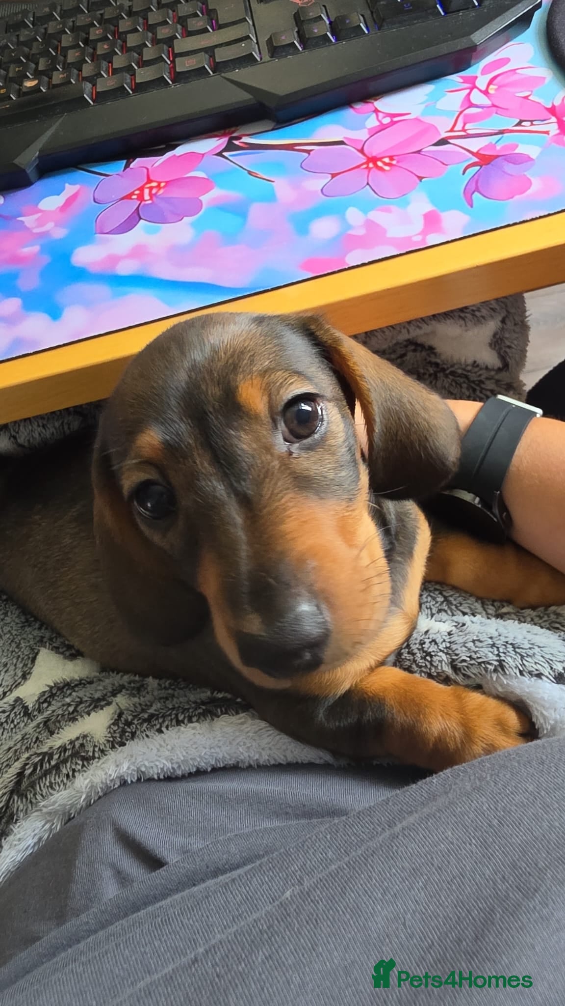 Miniature Dachshund dogs KC Registered boy ready for forever home - Advert 1