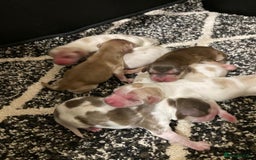 Cocker Spaniel dogs for stud: KC Reg Show Cocker Spaniel- Extensively DNA tested in Warrington - Image 30