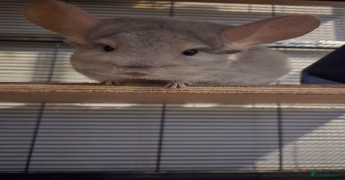 Chinchilla rodents - Advert 10