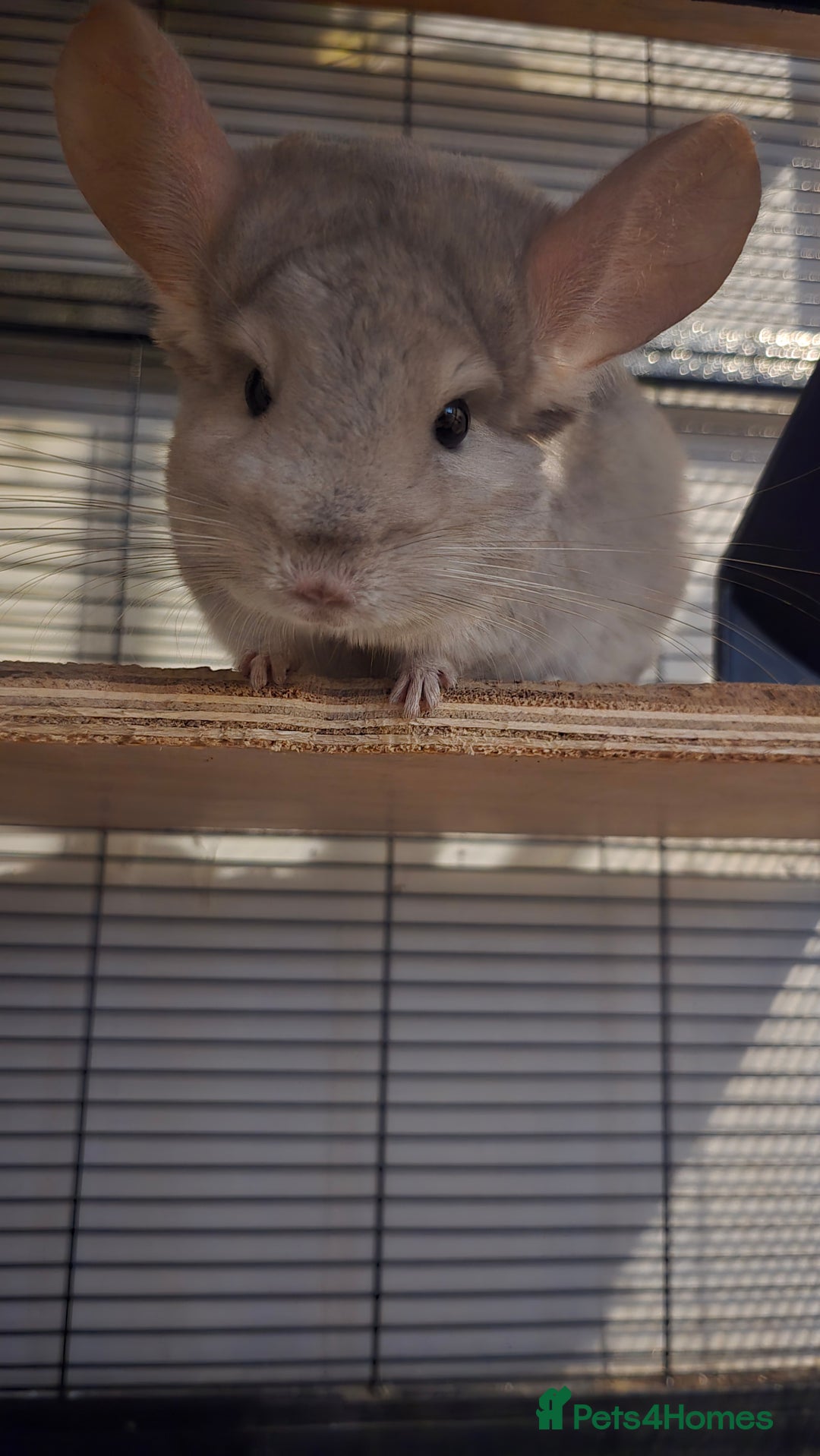 Chinchilla rodents for sale: Chinchilla for rehome  - Image 2