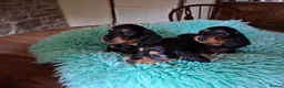 Miniature Dachshund dogs for sale: Brothers & sisters  to Crufts Best Puppy Dog 2025 - Advert 15