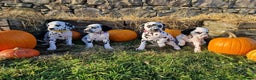 Dalmatian dogs for sale: KC Registered Dalmatian Puppies  - Advert 5