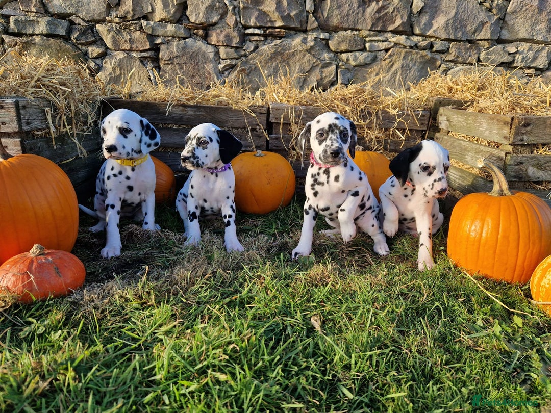 Dalmatian dogs for sale: KC Registered Dalmatian Puppies  - Advert 5