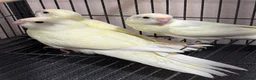 Parakeets birds for sale: Kakariki parakeet  - Advert 5