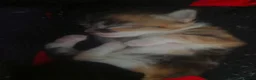 Mixed Breed cats for sale: 3 x beautifull kittens for sale - Advert 13