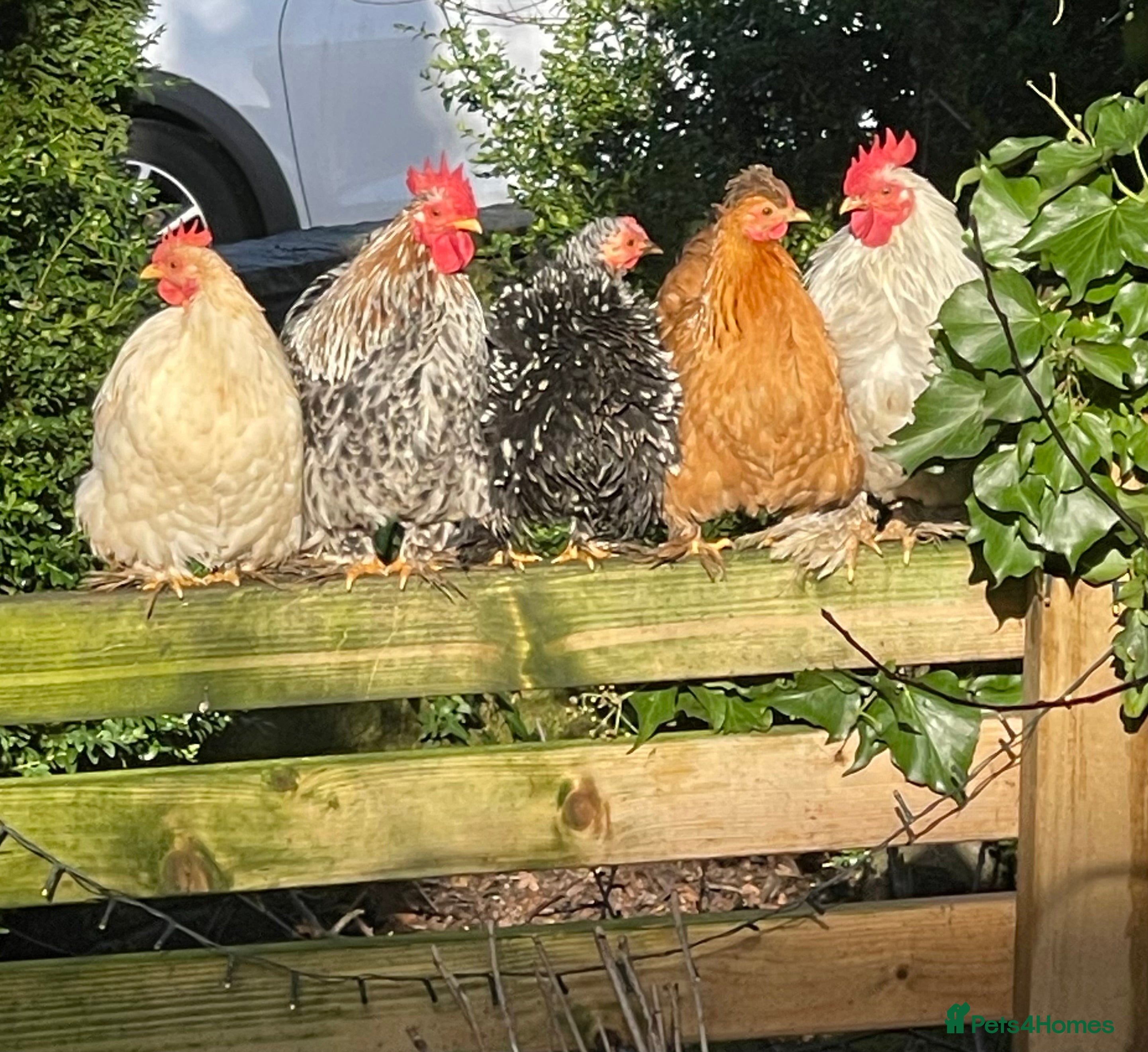 Chickens poultry Pekin Bantams Cockerels & Breeding Pairs/Trios - Advert 2