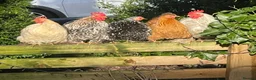 Chickens poultry for sale: Pekin Bantams Cockerels & Breeding Pairs/Trios - Advert 1