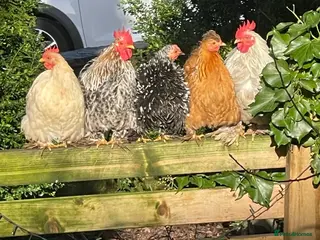 Chickens poultry Pekin Bantams Cockerels & Breeding Pairs/Trios - Advert 16