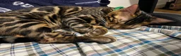 Bengal cats for sale: TICA PURE BREED BENGAL READY TO GO - Advert 5