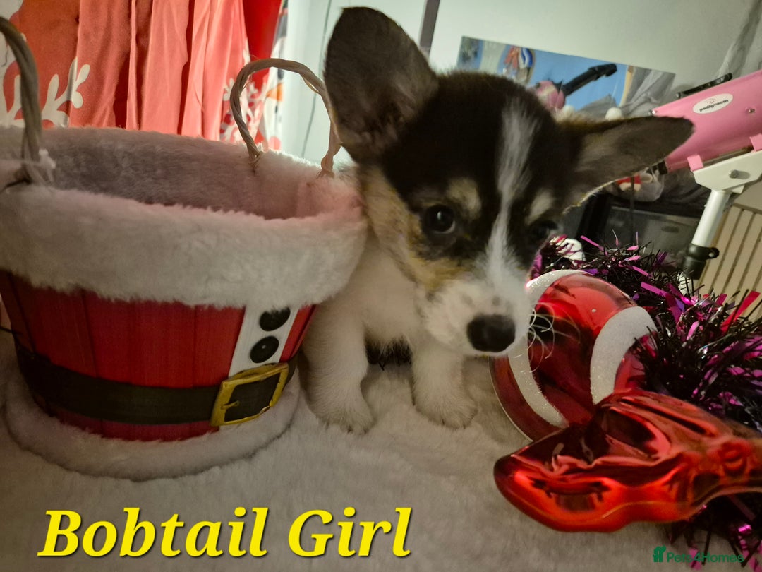 Welsh Corgi Pembroke dogs for sale: Kc reg Serbian lined bob & longtail - Advert 7