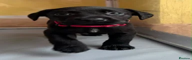 Labrador Retriever 3