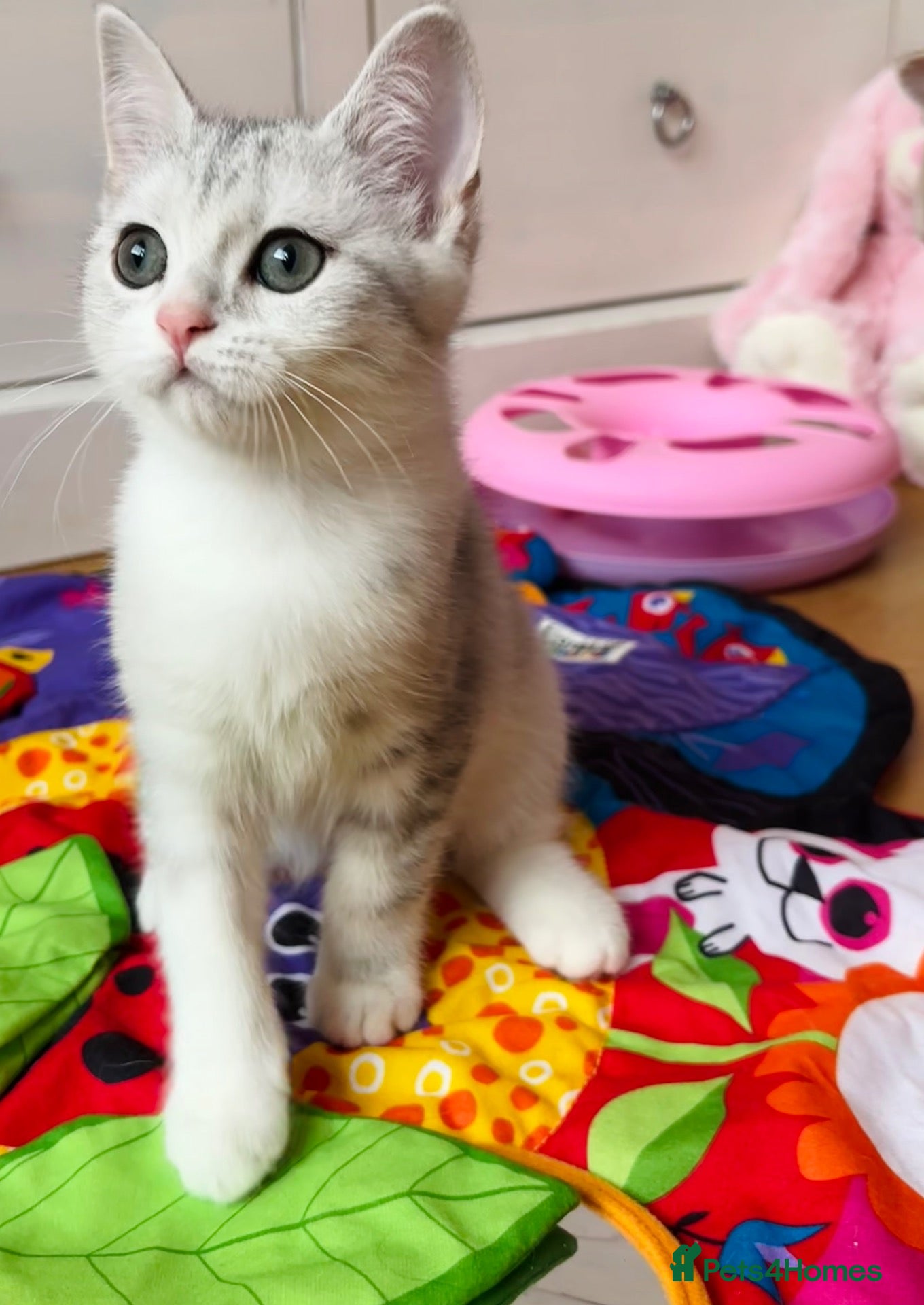 Scottish Fold cats 🩵🩷 Adorable pedigree kittens SF/ BSH - Advert 2