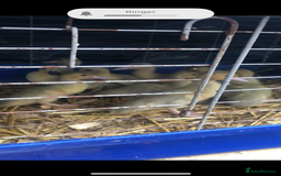 Ducks poultry for sale: Muscovy ducklings  - Image 3