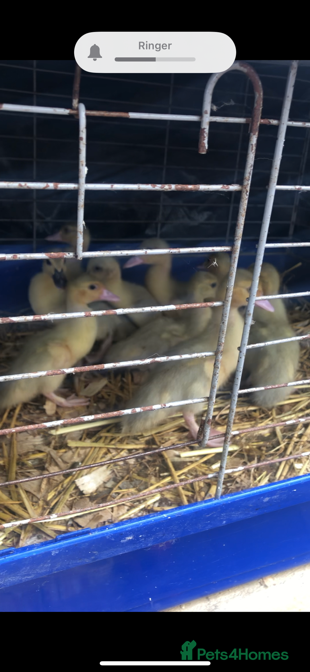 Ducks poultry for sale: Muscovy ducklings  - Image 3