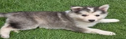 Siberian Husky dogs for sale: Yakutian Laika puppies  - Advert 10
