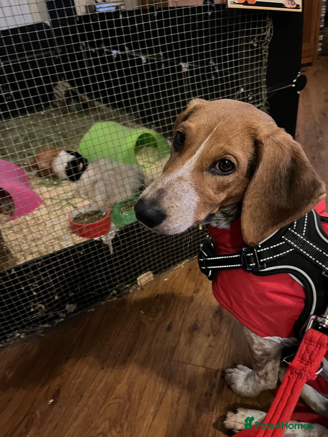 Mixed Breed dogs for adoption: Adorable Mimi Beagle cross 5 months old - Advert 4