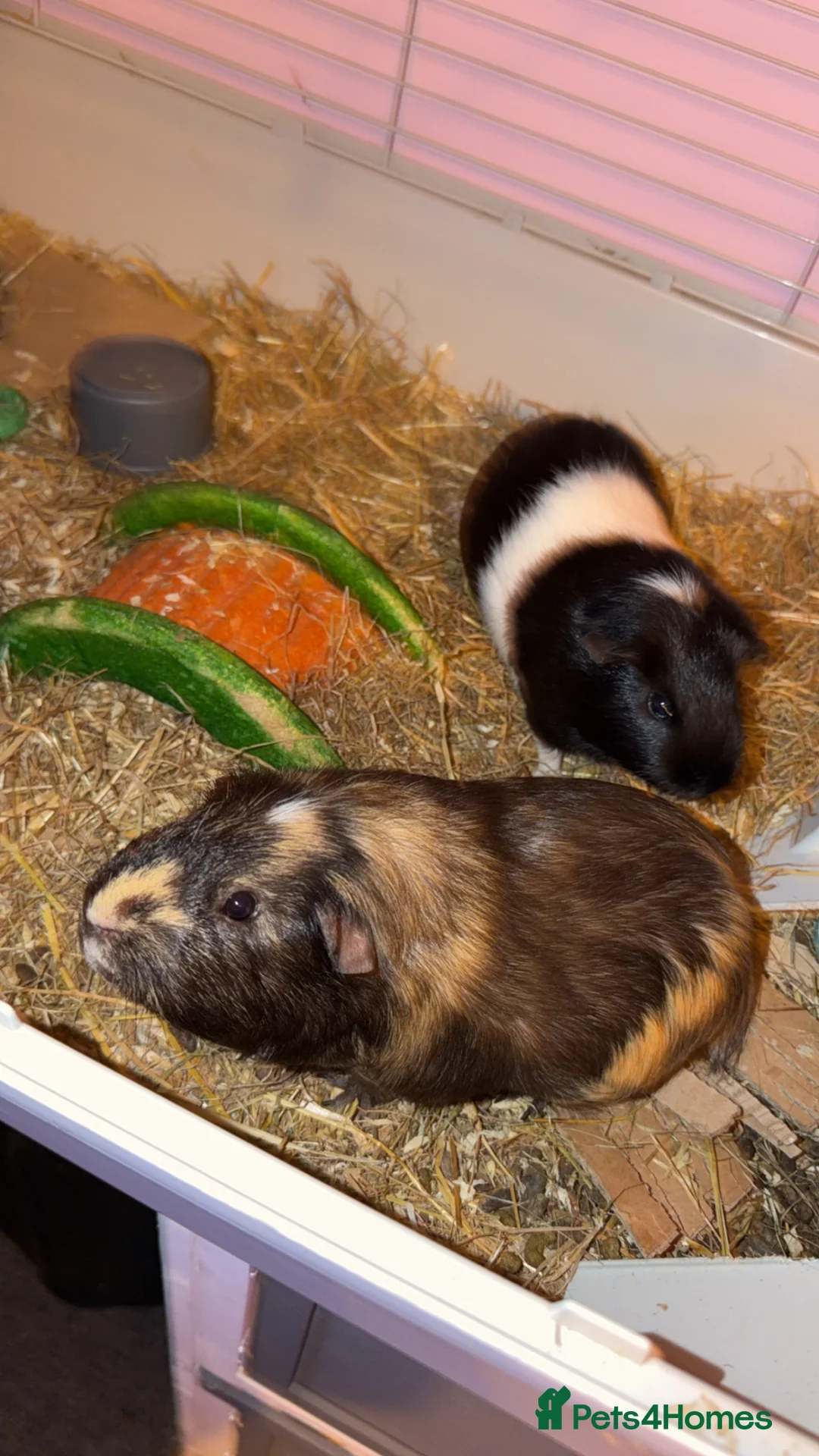 Guinea Pig rodents for sale: Two male gunnea pigs need a loving home in Coventry - Advert 1