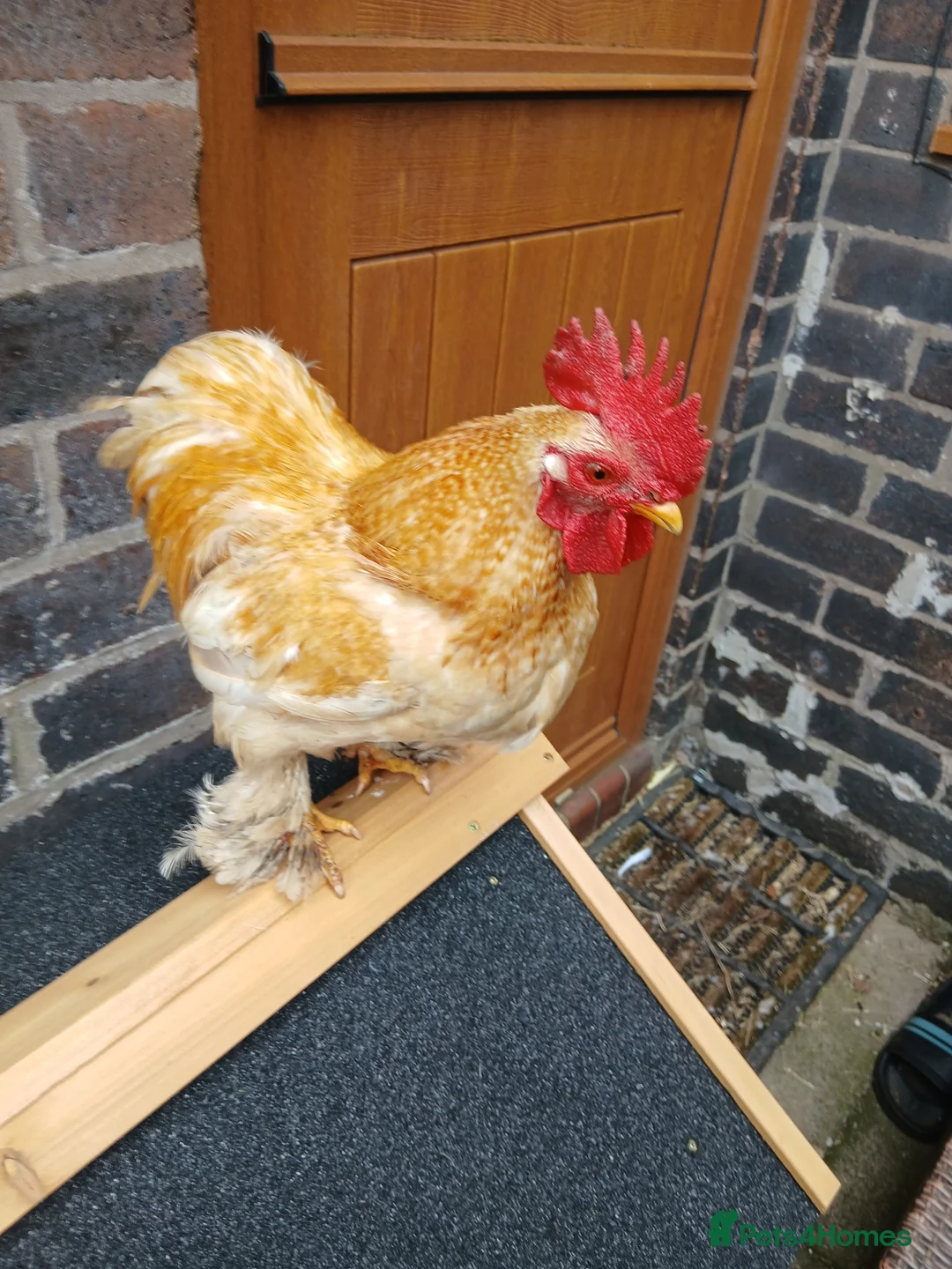 Chickens poultry for sale: 1 pekin Cockerell and 3 hens  - Advert 1