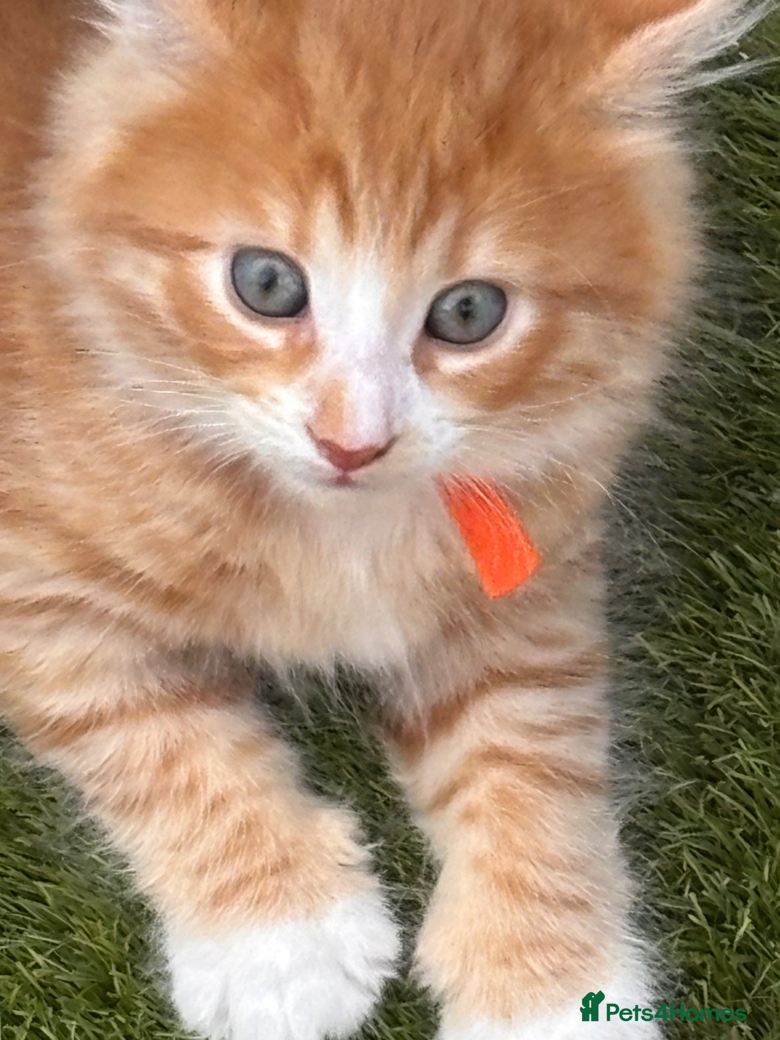 Mixed Breed cats 4 amazing coloured kittens - Advert 6