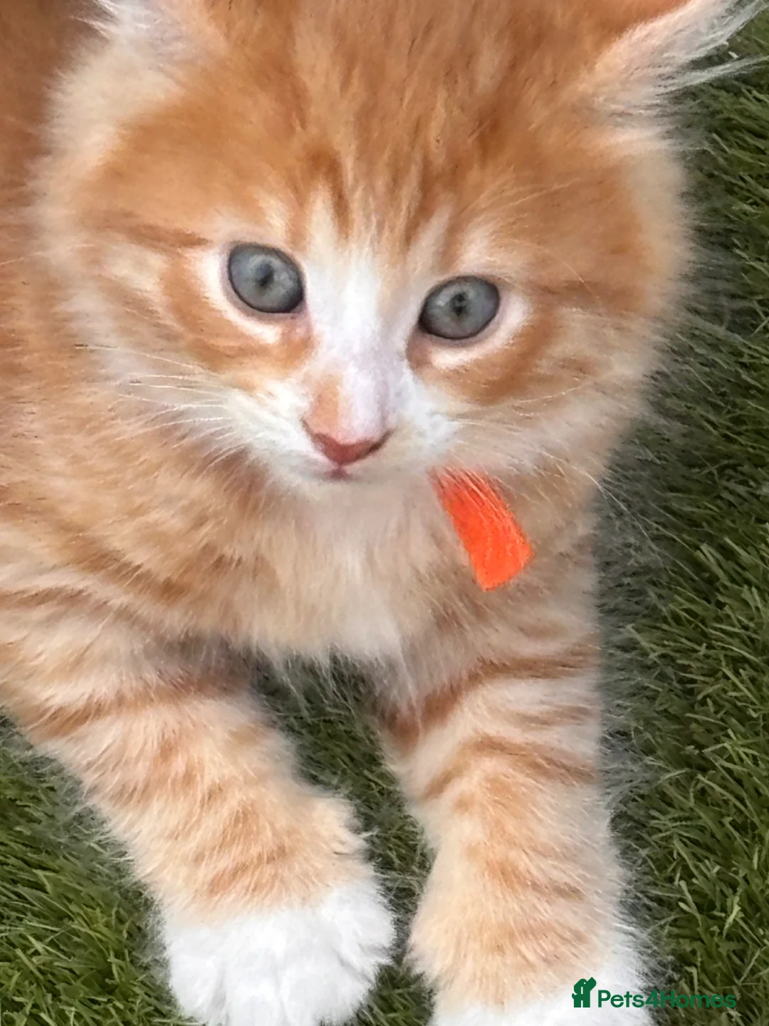 Mixed Breed cats for sale: 4 amazing coloured kittens - Advert 1