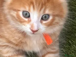 Mixed Breed cats 4 amazing coloured kittens - Advert 6