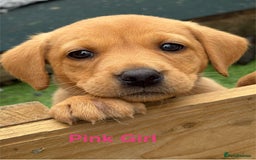 Labrador Retriever dogs for sale: Gorgeous KC Fox Red Labs - Image 5