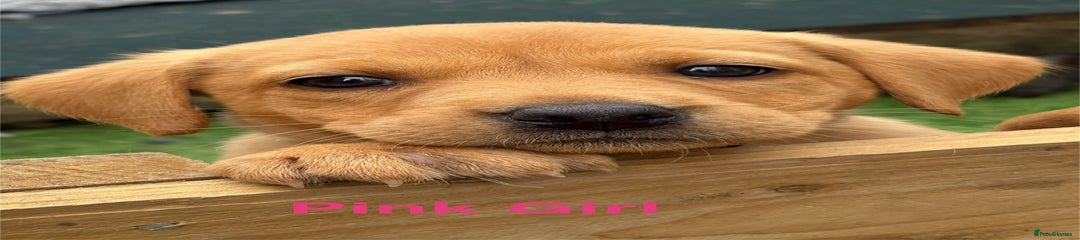 Labrador Retriever Puppy 3
