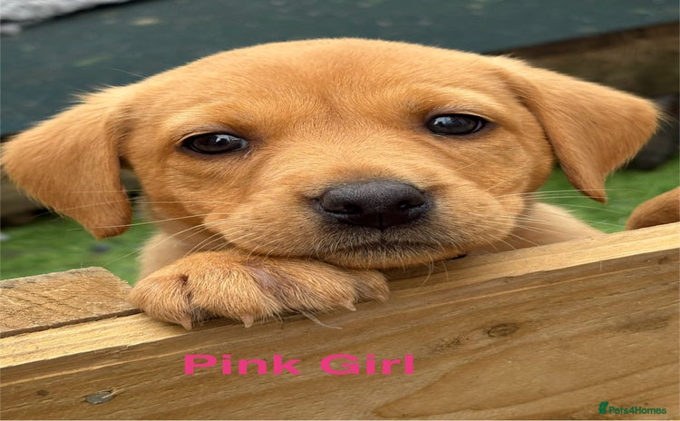 Labrador Retriever dogs - Advert 6