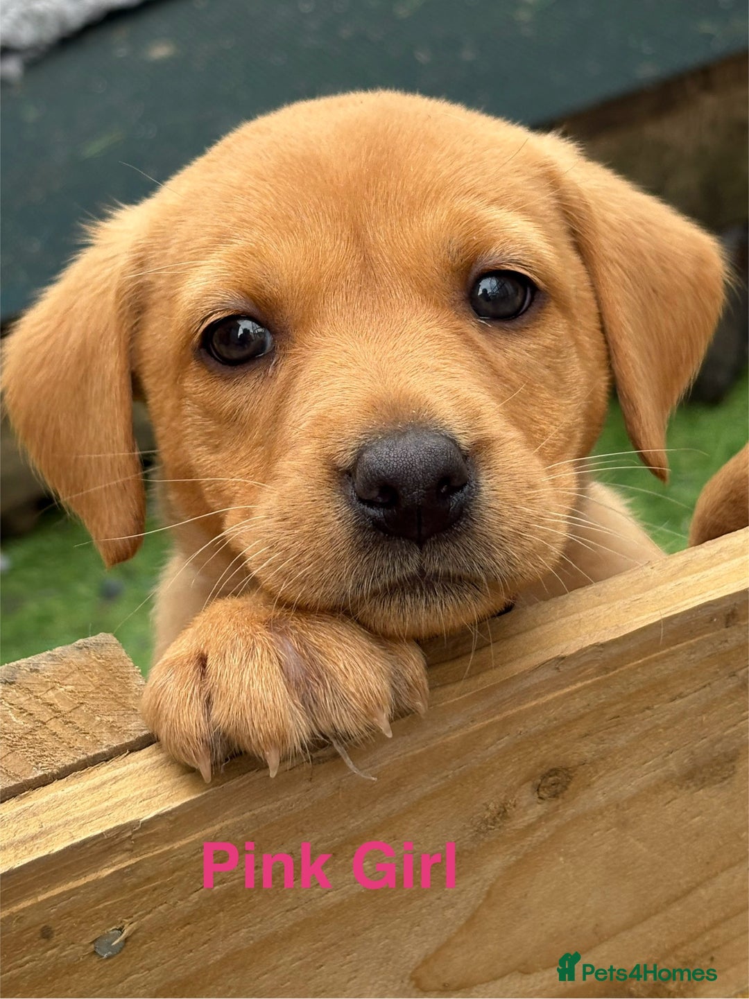 Labrador Retriever dogs for sale: Gorgeous KC Fox Red Labs - Image 5